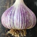 Mature Garlic Bulb