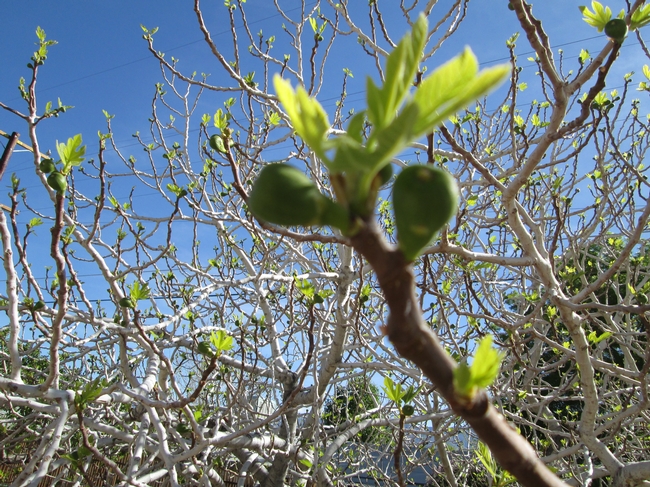 Kadota fig with well developed breba fruits in March