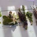 Some early herbs from Bonnie Kelley's garden