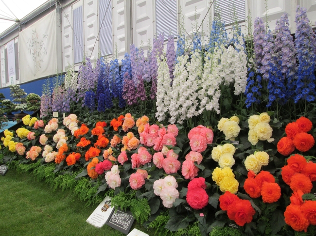 Vibrant delphiniums and begonias