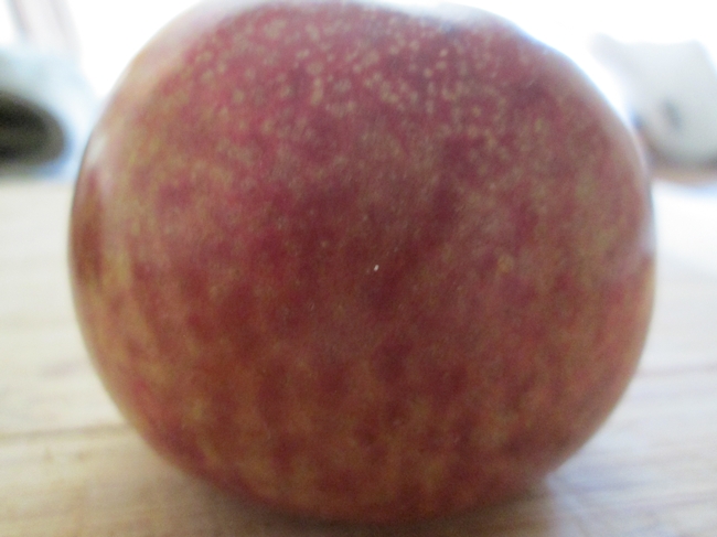 Pluot of unknown variety
