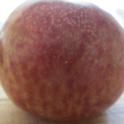 Pluot of unknown variety