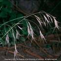 Bromus tectorum. Photo by Joseph DiTomaso