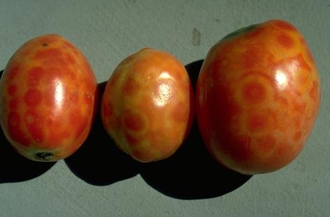 3 tomatoes displaying yellow ring-shaped symptoms of TSWV infection.