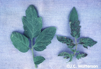 Tomato leaves showing spotting from virus infection.