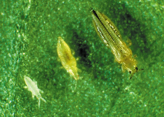 3 thrips progressing in stages of development from nymph to adult.