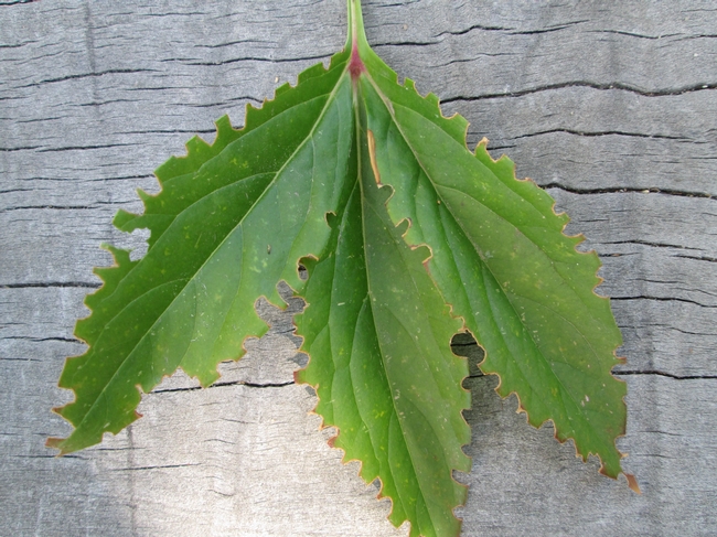 Leaf cutter damage to peony leaf