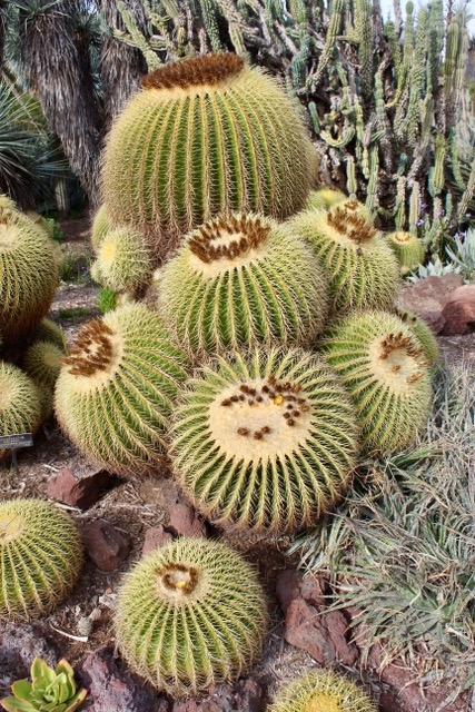 An impressive barrel cactus