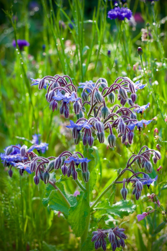 Borage in the wild. Photo: Lucy Kral