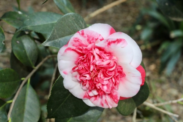 A red and white camellia blossom.