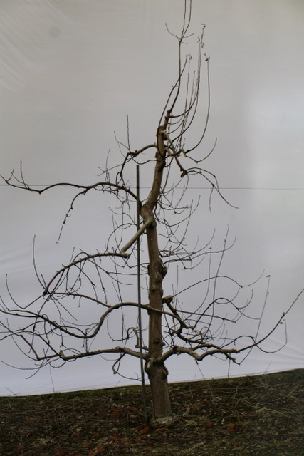 A dwarf, dormant apple tree that has been grafted.