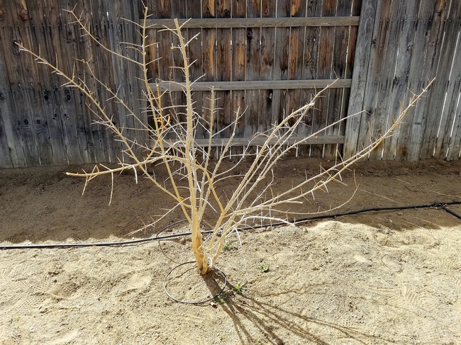 A young pomegranate bush after pruning. Branches have been removed and the bush is now more open.