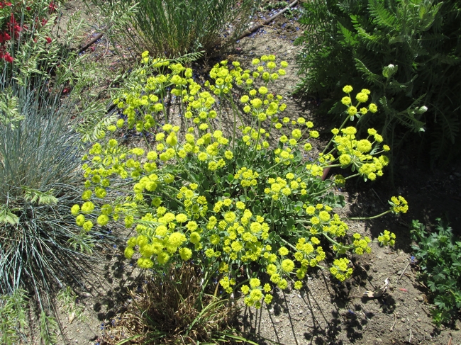 Showy native plants include buckwheat.
