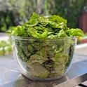 A bowl of today's lettuce-leaf basil harvest.