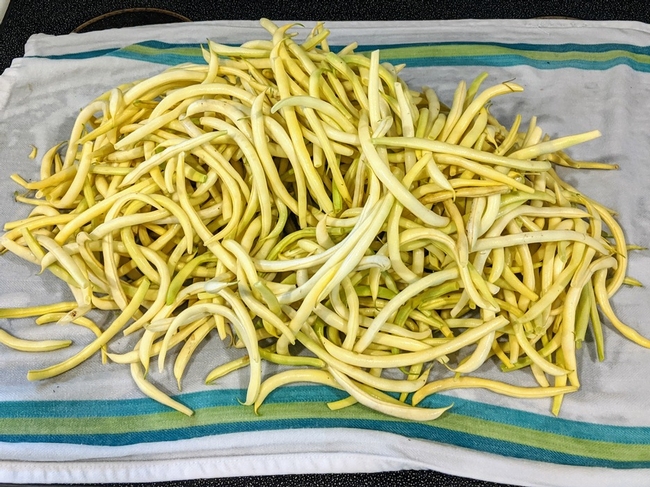 A pile of wax beans drying on a dish cloth.