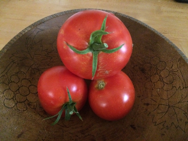 Burbank Red Slicing Tomato
