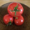 Burbank Red Slicing Tomato
