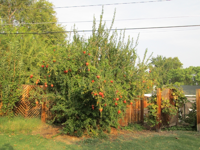 Bush form of Pomegranate