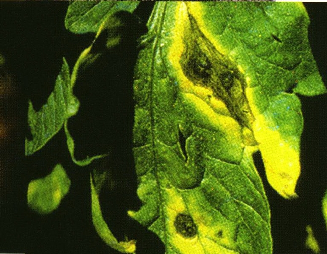 A tomato leaf showing yellowing and lesions caused by early blight disease.