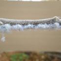 Woolly Apple Aphid