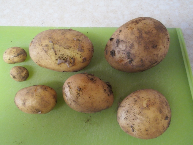 November harvested potatoes. for The Backyard Gardener Blog