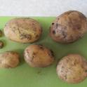 November harvested potatoes.