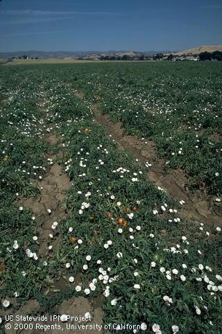 Bindweed infecting a tomato crop.