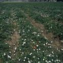 Bindweed infecting a tomato crop.