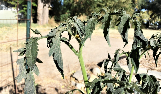 A tomato stem with wilted, discolored leaves.