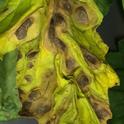 Early blight symptoms on a tomato leaf