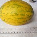Fully ripe Lambkin melon at harvest