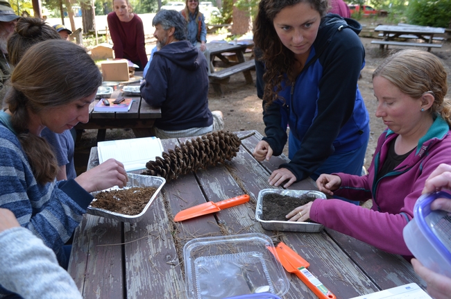 Youth examining leaves and seeds from trees.