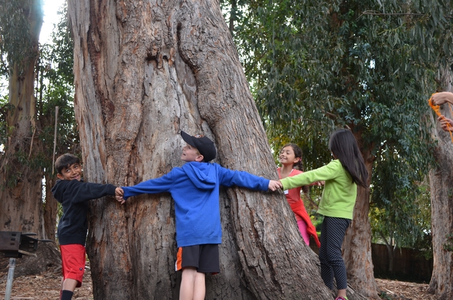 Youth circling around a large tree
