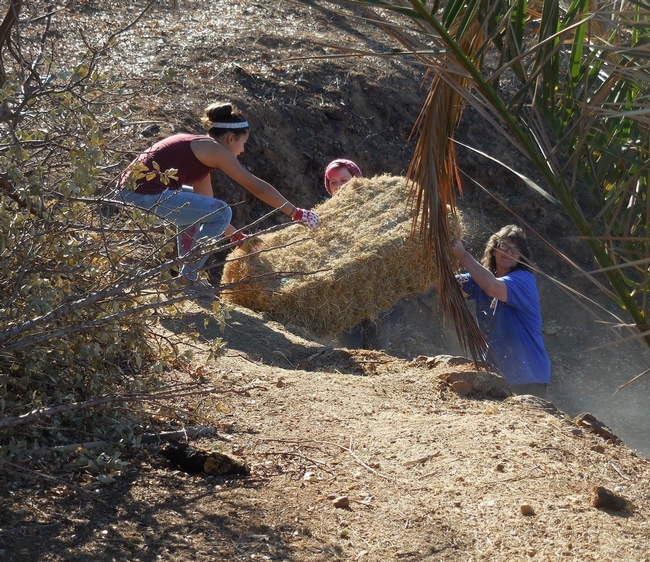 Hauling rice straw to protect against erosion in Wall Fire Area, Butte County, CA