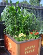 vegetable gardening in a raised bed