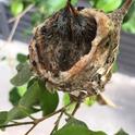 Allens hummingbird nestlings