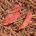 Fire retardent on California Laurel (Umbellularia californica) leaves