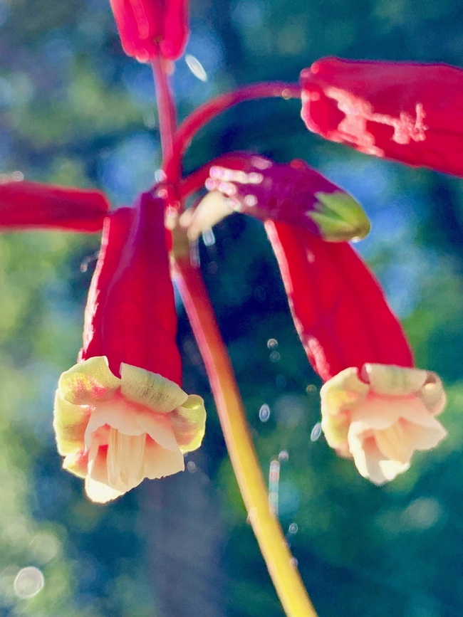 Firecracker Brodiaea flower