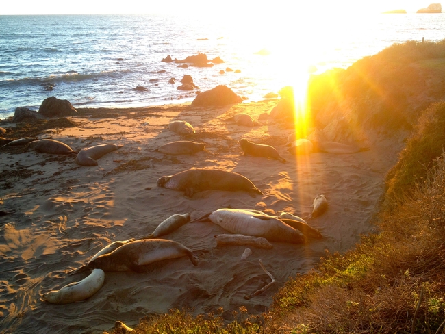 Seals resting on the beach