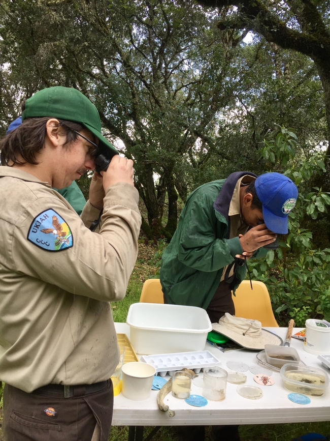 Two California Conservation Corp members at the UC ANR Hopland Research & Extension Center check out close focus binoculars at the water quality station at a bioblitz