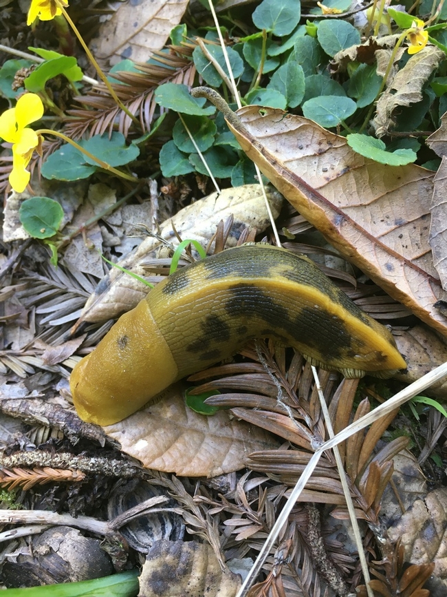 Asa Spade's Button Banana Slug (Imperiled N2N3 in United States)