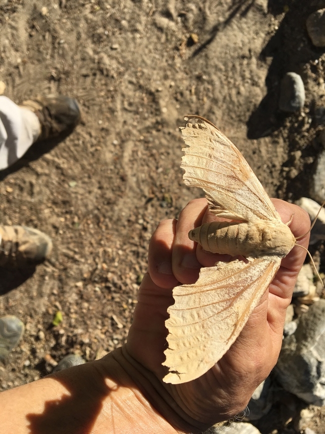 Western Poplar Sphinx moth