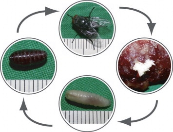 A maggot is the emergence of a fly from its egg. Photo from sciencedirect.com.
