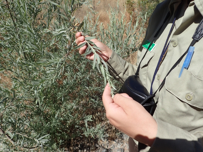 A naturalist from the Hopland CCC course holds a willow branch
