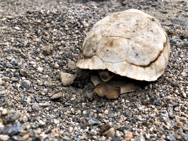 a Desert tortoise with it's head mostly tucked in.