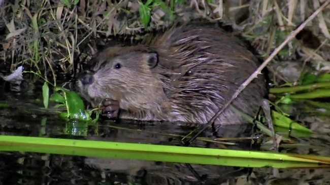 A North American Beaver at a popular neighborhood park in South Bay