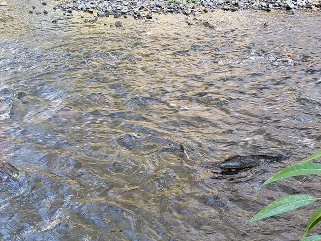 A Chinook Salmon swimming upstream in the Guadalupe River