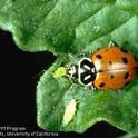 Ladybug adult
