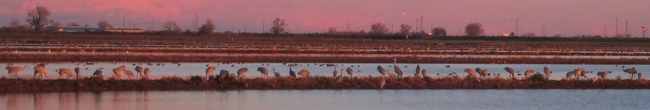 Sandhill Cranes -- big thanks to Mike at SOScranes.org and the Cosumnes River Preserve