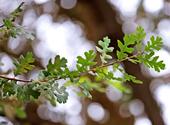 Oak Canopy